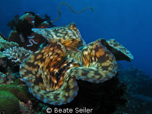 Giant clam, taken at Eden`s Garden with Canon S70 by Beate Seiler 